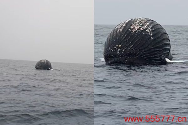 ▲▼挪威北海岸漁民在安島附近航行時，目擊有黑色巨型球體浮在海面。（圖／翻攝自Facebook）